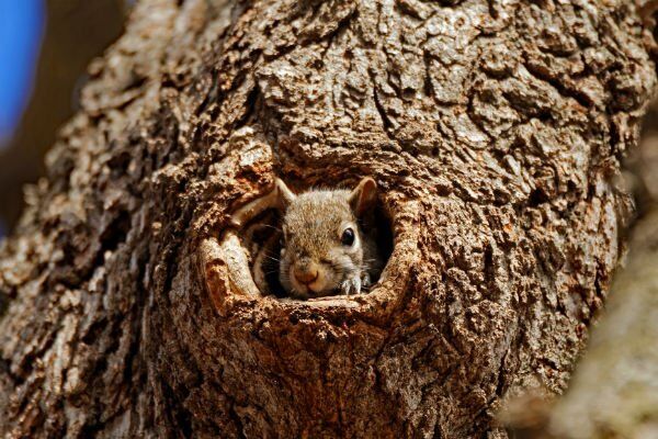 Ways to keep squirrels out of your home